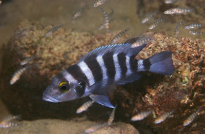 Neolamprologus sexfasciatus 'Cape Nangu'